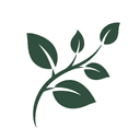 Plantea